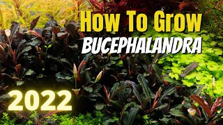 How to Grow Bucephalandra in 2022 [upl. by Essyla662]