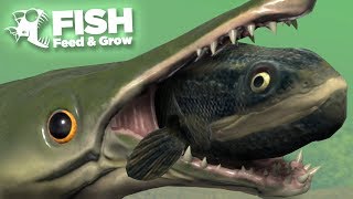 NEW FISH EATS THE SWAMP  Fish Feed and Grow  HD [upl. by Ocnarf]