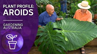 Addicted to Aroids  Plant profile  Gardening Australia [upl. by Ecirbaf]