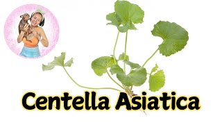 Health Benefits of Centella Asiatica [upl. by Mirabelle]