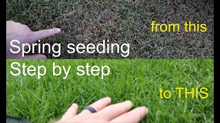 How to GROW GRASS in the SPRING successfully step by step [upl. by Tremaine656]