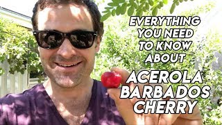 Ep185  Acerola  Barbados cherry tree  A Delicious Medicinal Fruit [upl. by Anida716]