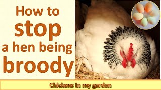 How to stop a broody hen [upl. by Armin]