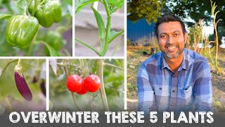 5 Vegetable Plants You Can Overwinter and Grow Next Year [upl. by Odlanyar]