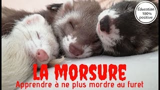 Apprendre à ne plus mordre au furet  Les Furets Malins [upl. by Coreen]