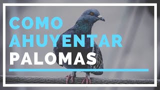 Como AHUYENTAR palomas  MÉTODO Rápido Fácil y Efectivo [upl. by Beret]