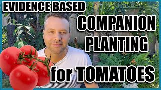 Companion Planting  14 Companion Plants for Tomatoes Evidence Based [upl. by Natal]