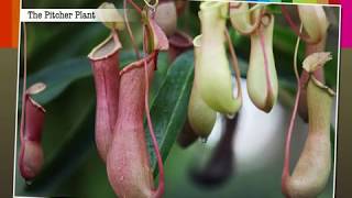 Insectivorous Plants  Macmillan Education India [upl. by Lalitta]