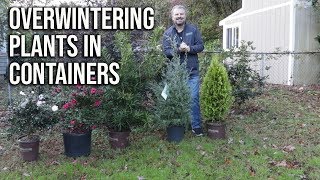 How to Winter Protect Plants in Containers [upl. by Mears]