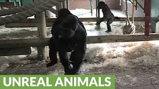 Silverback Gorilla breaks up vicious fight between females [upl. by Yevi]