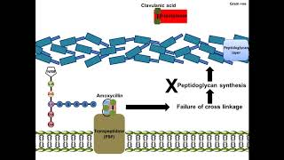 Amoxycillin  Mechanism of Action [upl. by Lennahc]