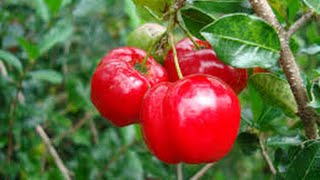 Barbados Cherry Acerola tree in Phoenix AZ [upl. by Naejamron]