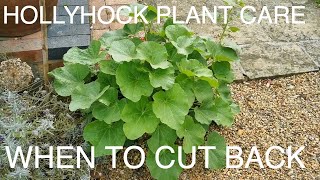 Hollyhocks Cutting back and collecting seed [upl. by Angelique102]