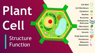 Plant cell Structure and Function  Plant Cell Model  Basic Science Series [upl. by Ecilahc890]