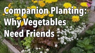 The Complete Guide to Companion Planting [upl. by Alic518]