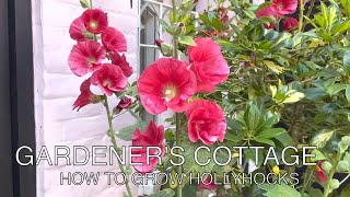 Gardeners Cottage How to grow Hollyhocks [upl. by Hornstein]