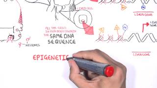 Epigenetics  An Introduction [upl. by Sharai]