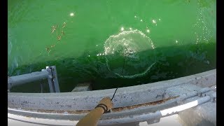 Best way to cast net at Skyway fishing pier [upl. by Veronika]