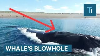 Whats Actually Inside A Whales Blowhole [upl. by Thayer]