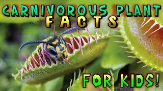 Carnivorous Plant Facts for Kids [upl. by Curnin]