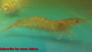 Fresh water shrimps  Prawn alive [upl. by Asir]