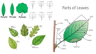 Plant Anatomy and Morphology [upl. by Florance]