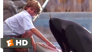 Free Willy 1993  Training Willy Scene 510  Movieclips [upl. by Cord]