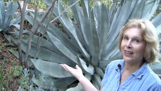 What You MUST Know About Century Plants Agave americana [upl. by Rochester]