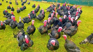 Turkeys Gobbling  Funny Turkey Gobble Videos [upl. by Aggy]