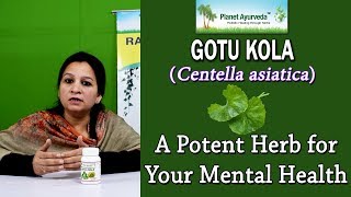 Gotu kola Centella asiatica Benefits  A Potent Herb for Your Mental Health [upl. by Adnylam]