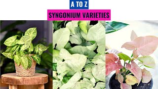 Syngonium Varieties A to Z [upl. by Eidnim]