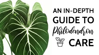 An InDepth Guide to Philodendron Care [upl. by Dnalwor]