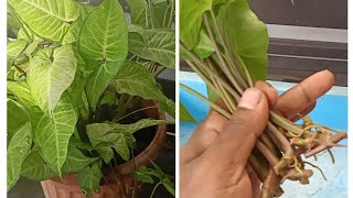 Propagate And Grow Any Syngonium Or Arrowhead Vine Plant Easily [upl. by Okorih980]