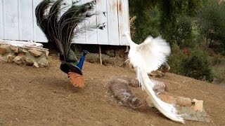 Leucistic VS Wild Type Indian Peacock Joust [upl. by Sisenej]