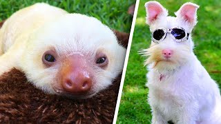 Extraordinary Albino Animals Are Defying the Odds [upl. by Tugman]