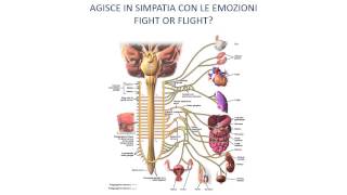 31 Il sistema nervoso autonomo SNA [upl. by Eiramassenav]