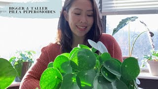 TIPS on a bigger and taller PILEA PEPEROMOIDES [upl. by Ilah607]