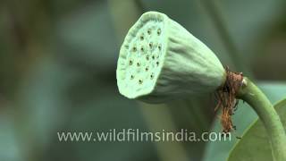 Fruit and unripe seed pod of lotus or Nelumbo nucifera [upl. by Annanhoj179]