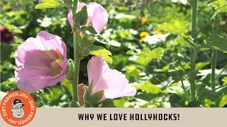 Why We Love Hollyhocks [upl. by Hiroshi]