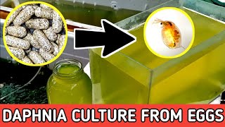 HOW TO HATCH DAPHNIA EGGS  HOW TO CULTURE DAPHNIA [upl. by Amalea]