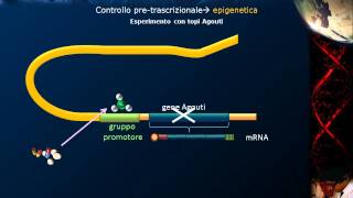 Lezione 22  Epigenetica [upl. by Karena]