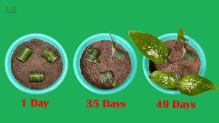 Dieffenbachia or dumb cane propagation with update [upl. by Eemiaj]