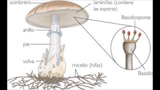 Características de los hongos [upl. by Ymer]