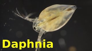 Daphnia [upl. by Deutsch727]