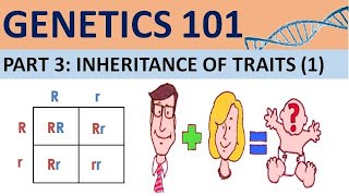 GENETICS 101 Part 3  Definitions Albinism Sickle Cell Anaemia CXC Biology Tutor [upl. by Lucita]