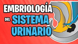 ✅ EMBRIOLOGÍA del SISTEMA URINARIO 💦🚽  Sistema UROGENITAL [upl. by Spillihp410]