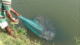 PRAWN CATCHING AT POND [upl. by Isolda768]