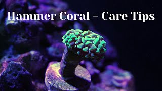 Hammer CoralEuphyllia  Care Tips [upl. by Eirot]