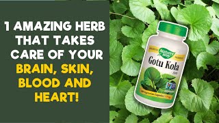 Gotu Kola Benefits 12 Amazing Health Benefits of Gotu Kola [upl. by Irolam]