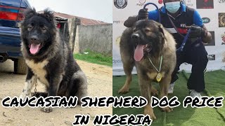 Caucasian Shepherd Dog Price in Nigeria [upl. by Shirberg]